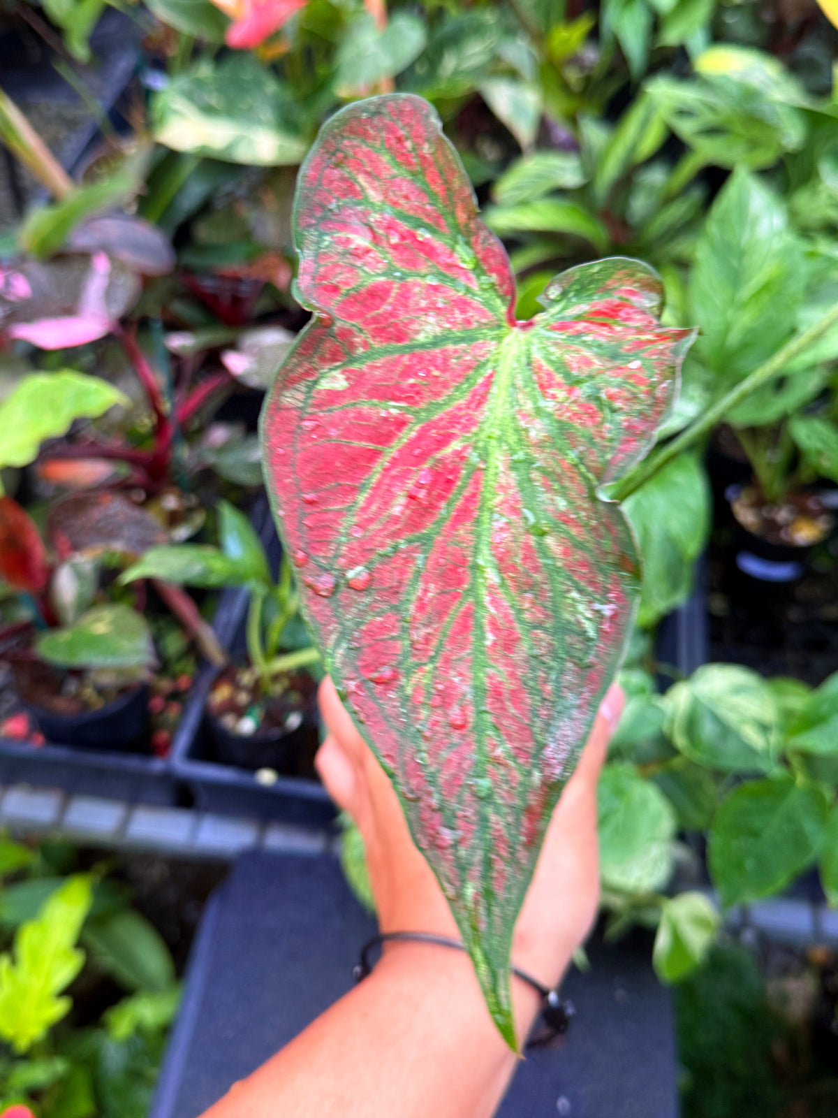 Caladium Hybrid U55