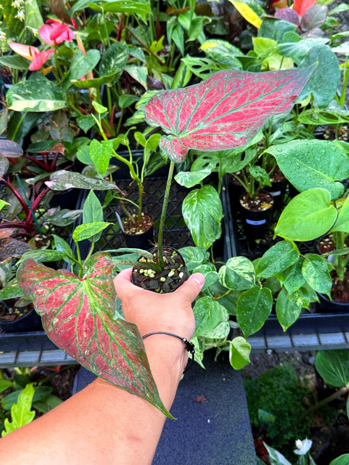 Caladium Hybrid U55