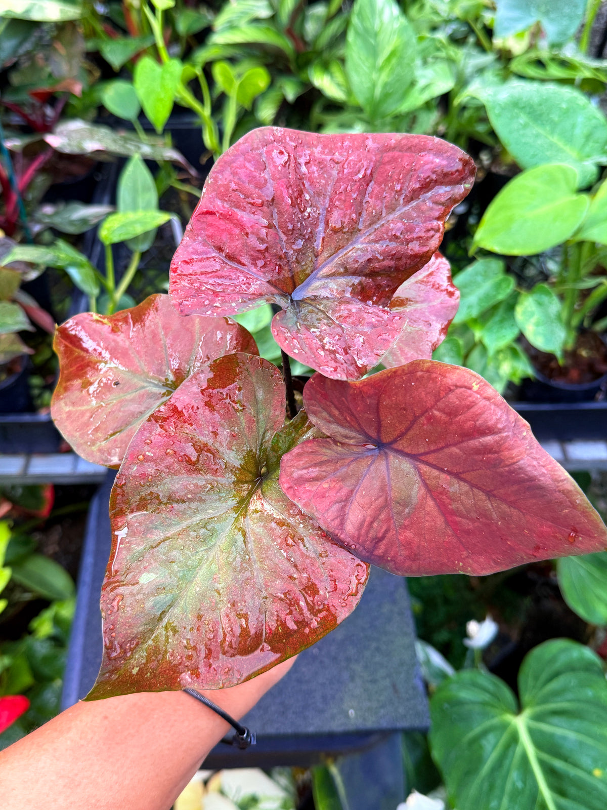 Caladium 'Ebony' U54