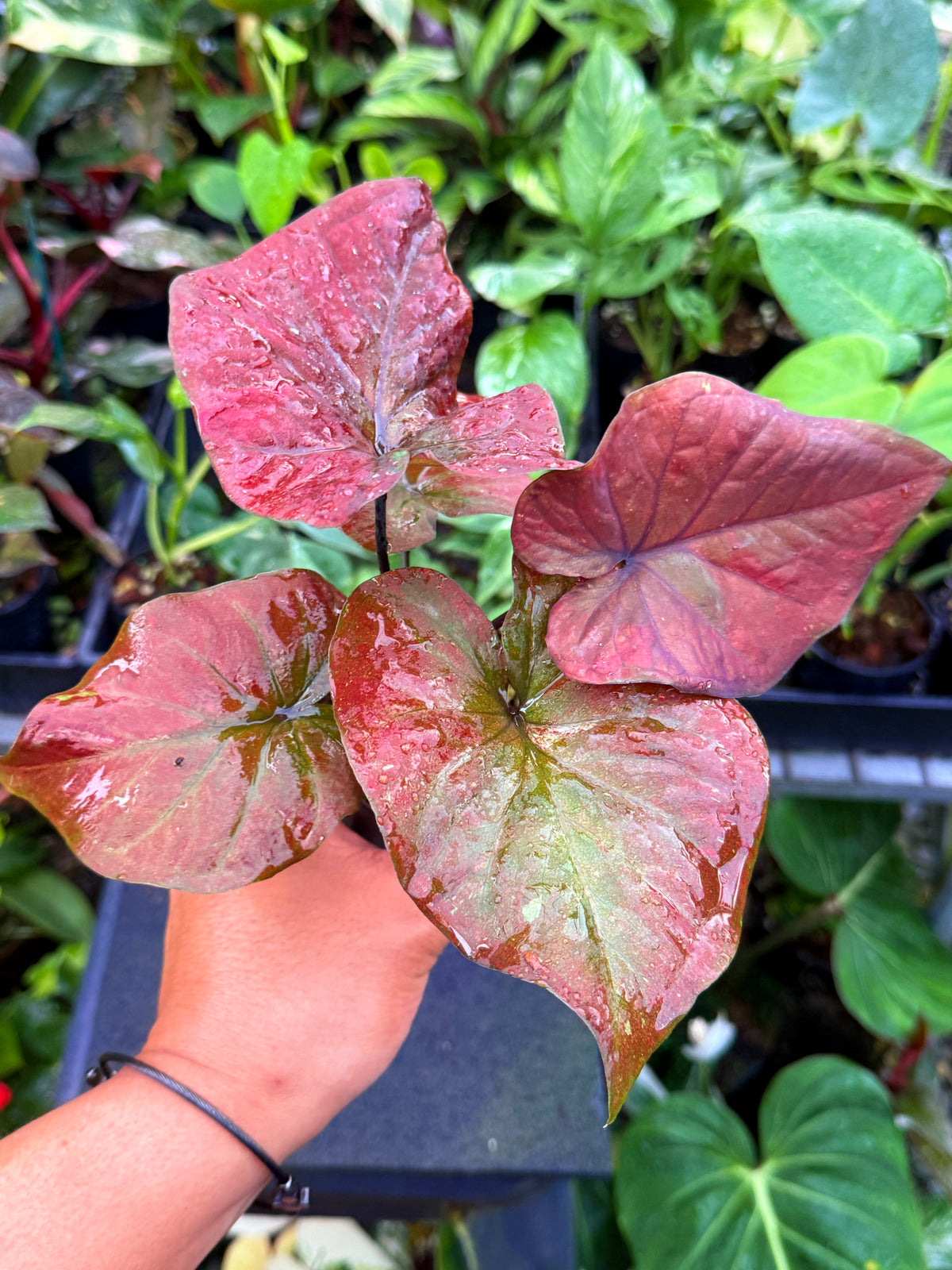 Caladium 'Ebony' U54