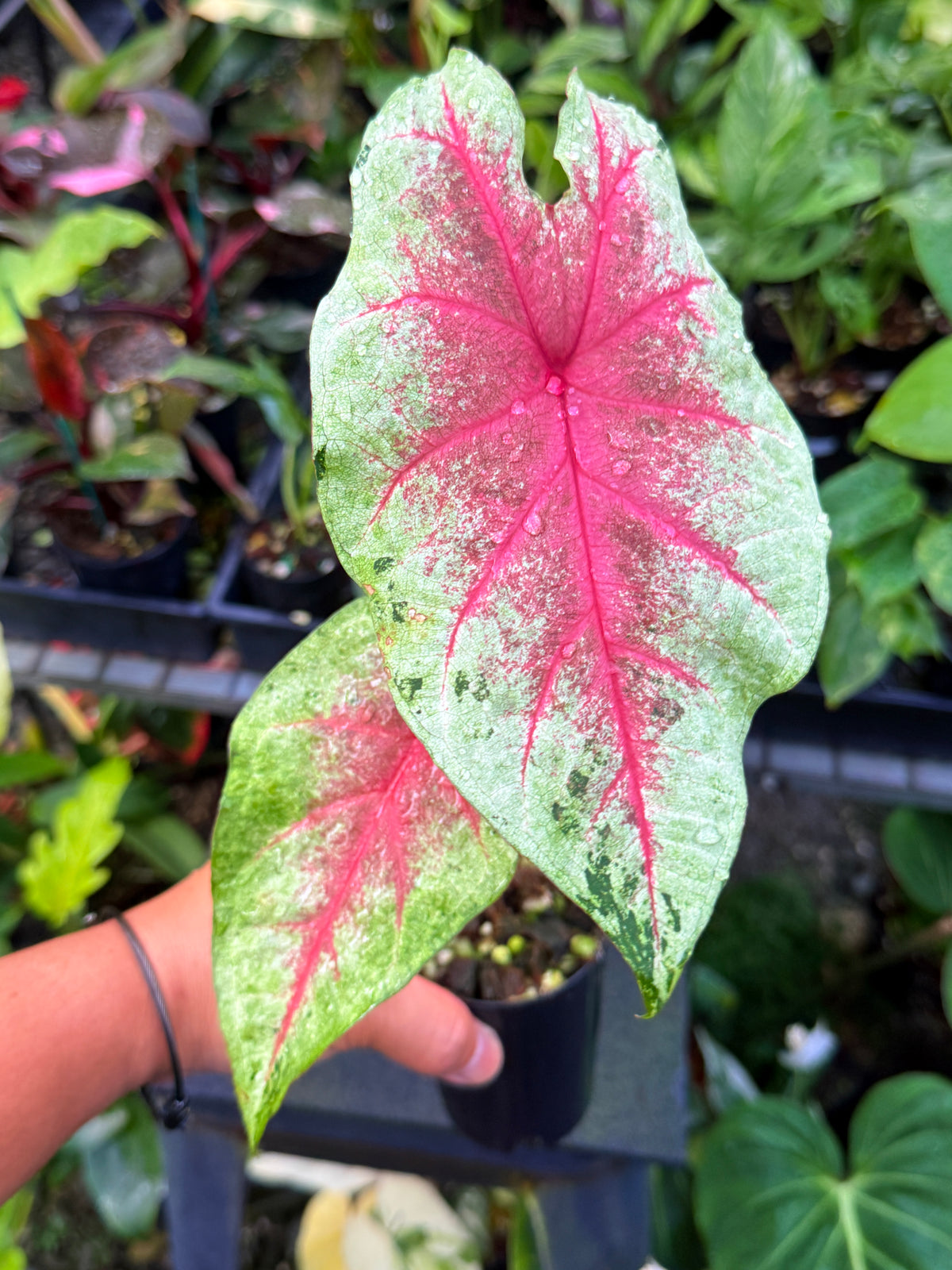 Caladium Hybrid J8