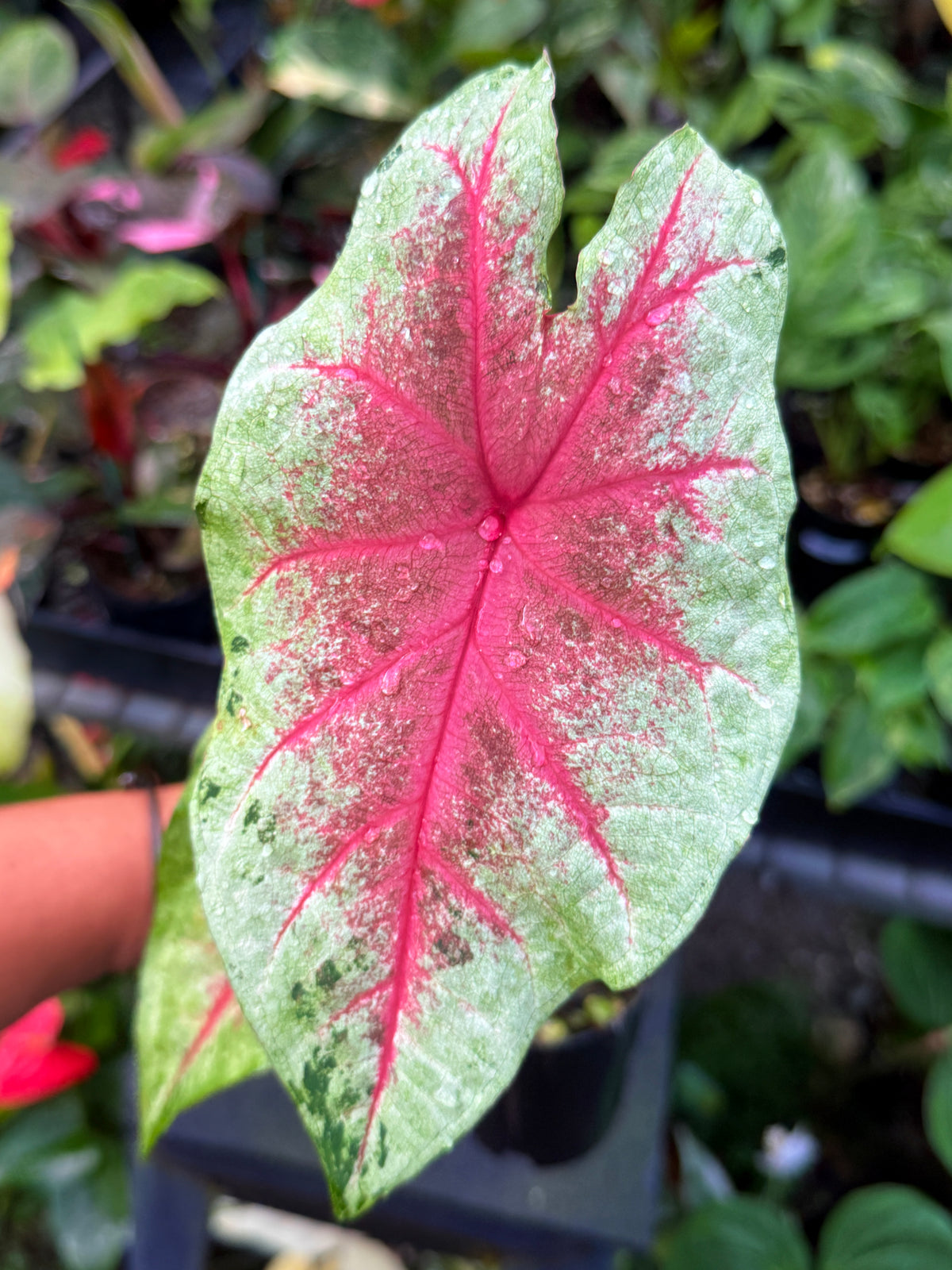 Caladium Hybrid J8