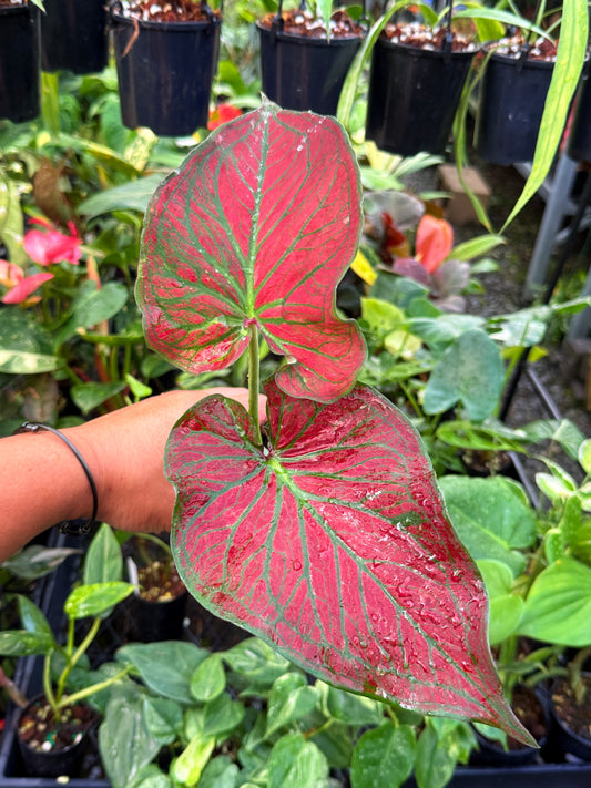 Caladium Hybrid U56