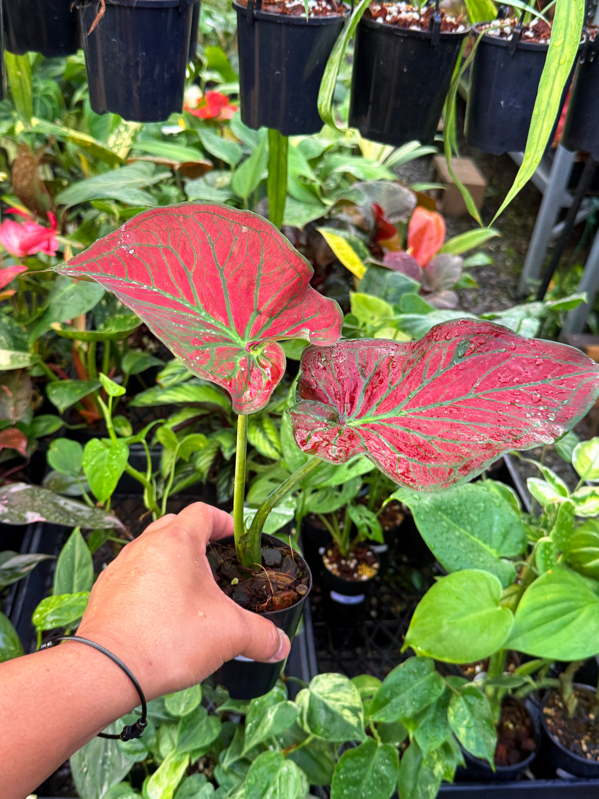 Caladium Hybrid U56