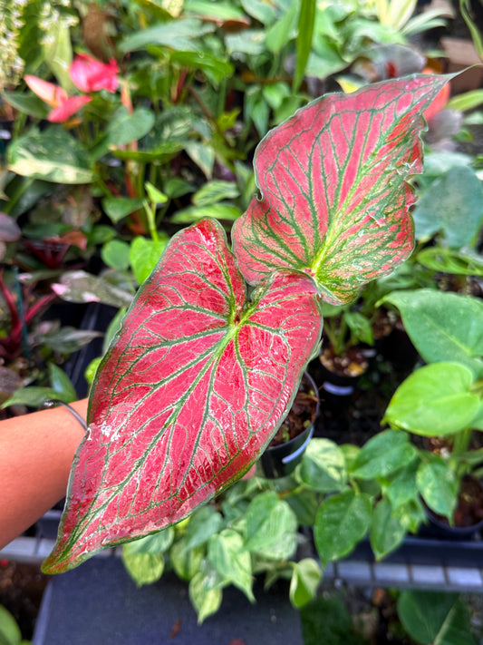 Caladium Hybrid U57