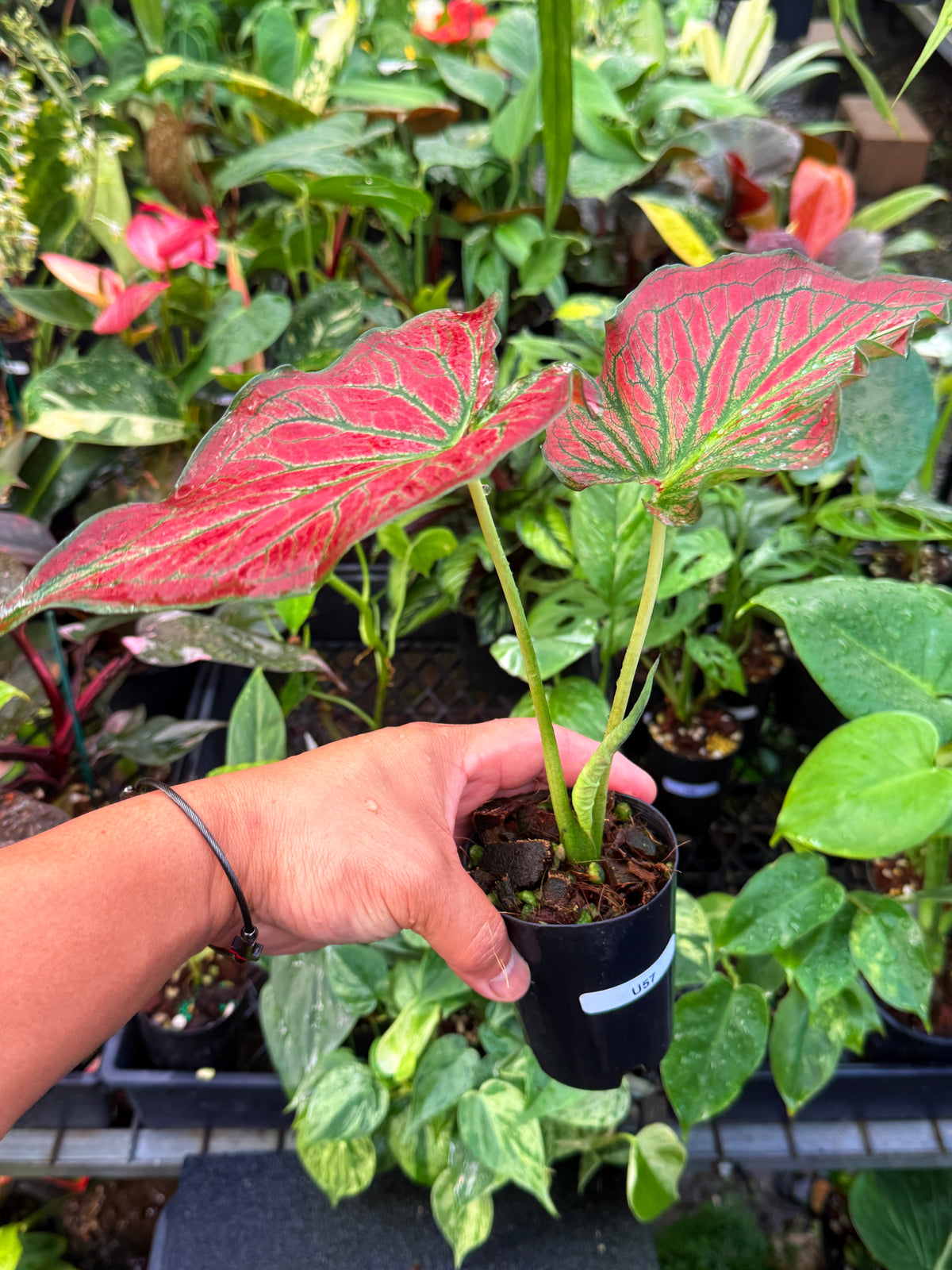 Caladium Hybrid U57