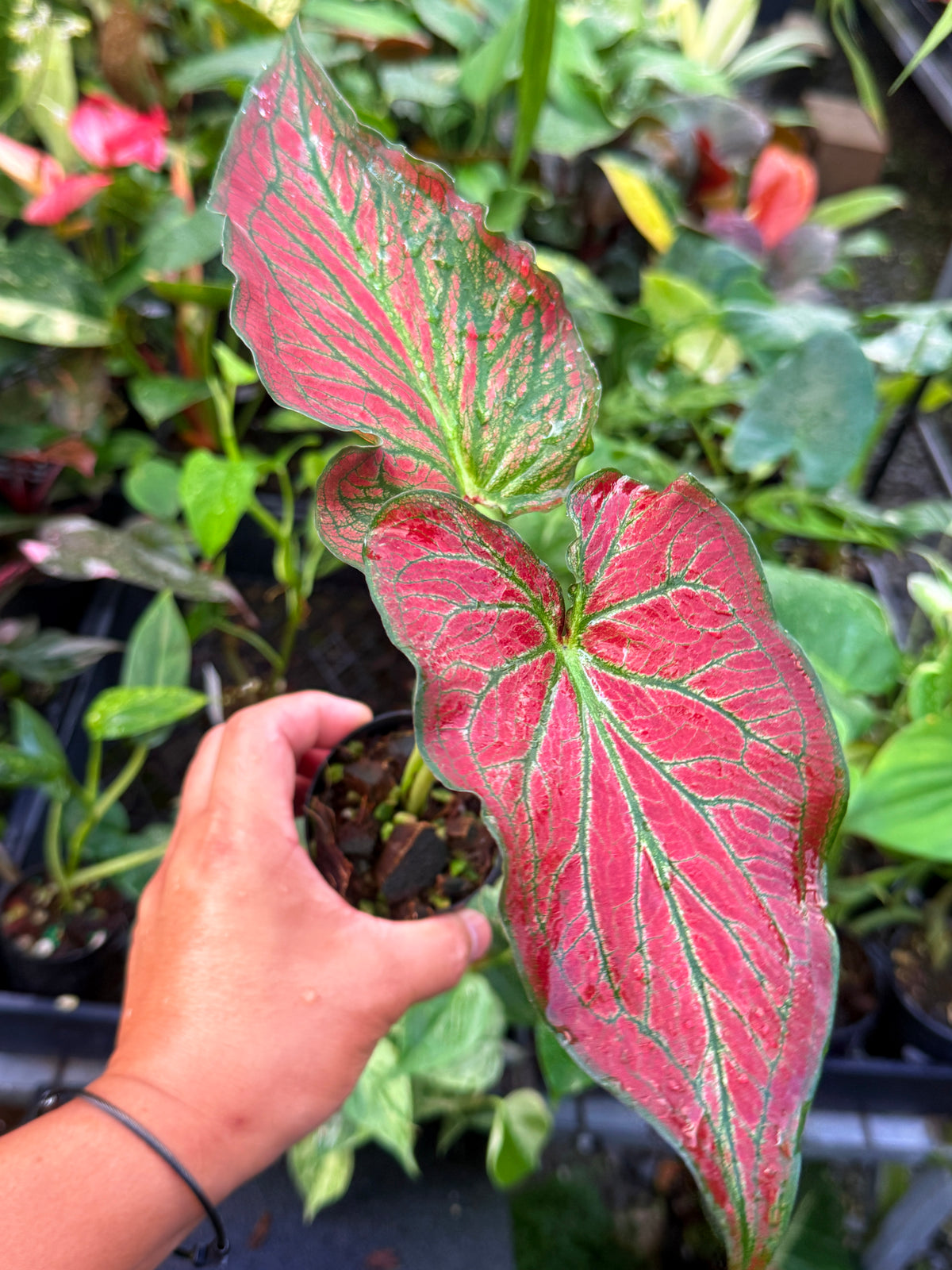 Caladium Hybrid U57