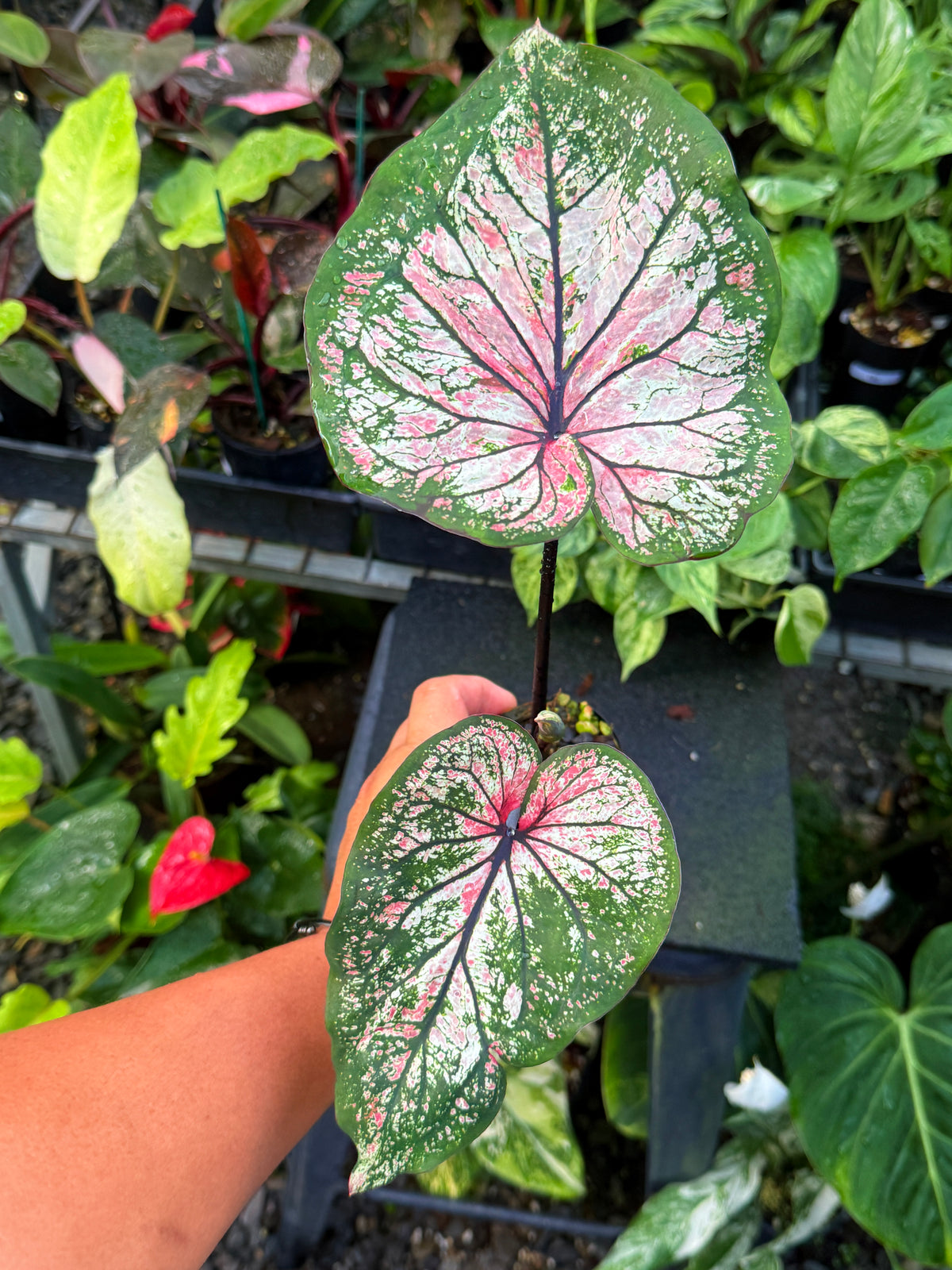 Caladium Hybrid U59