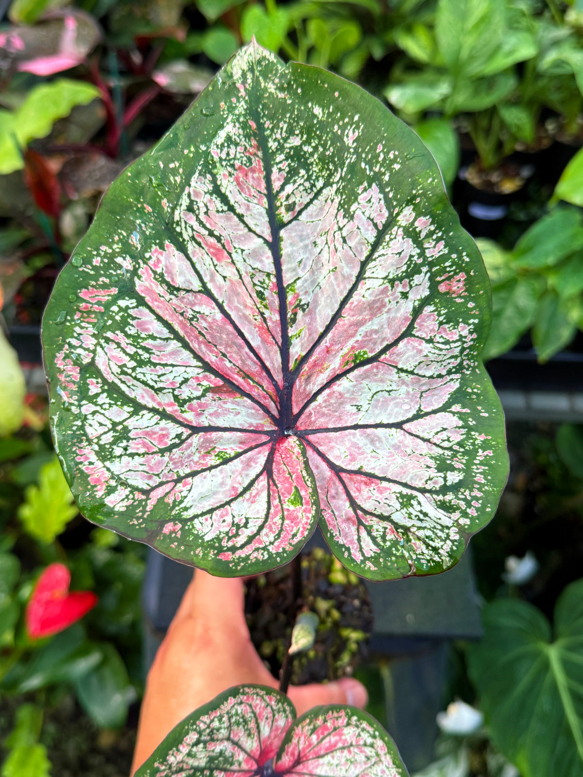 Caladium Hybrid U59