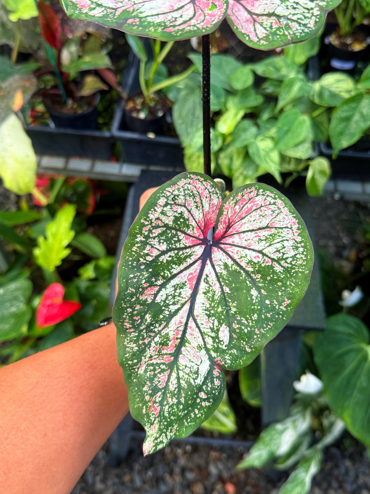 Caladium Hybrid U59