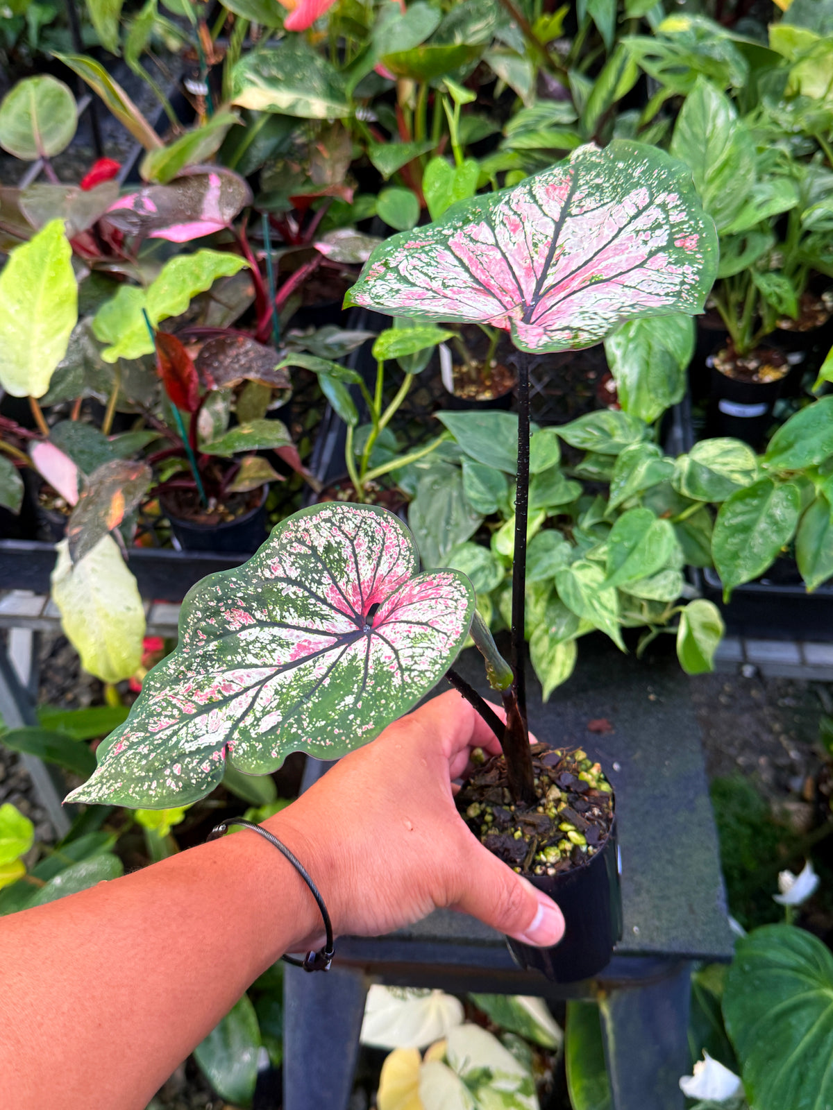 Caladium Hybrid U59