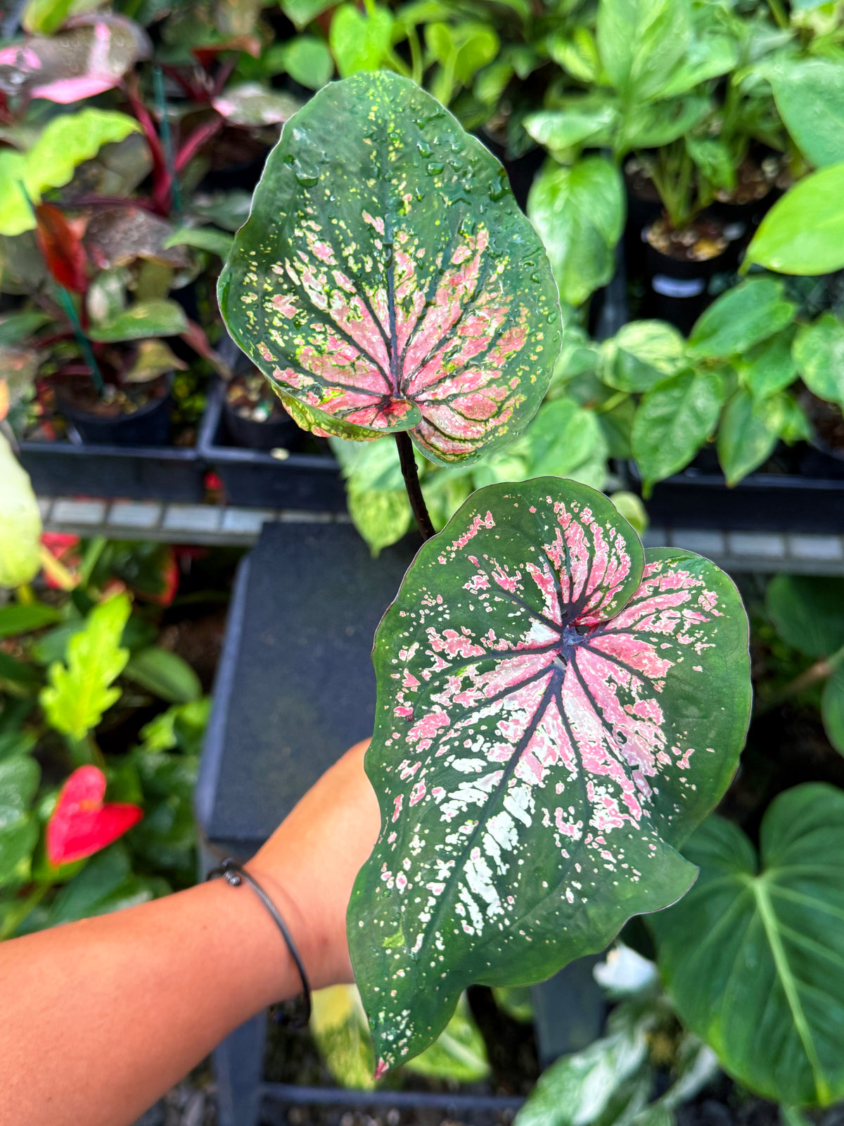 Caladium Hybrid U62