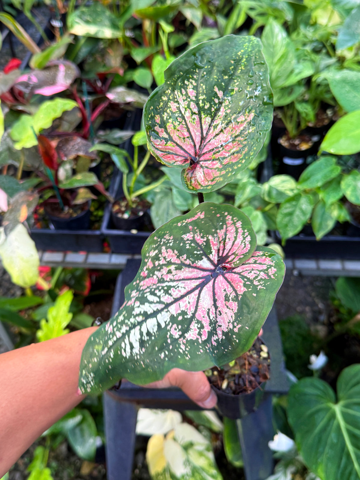 Caladium Hybrid U62