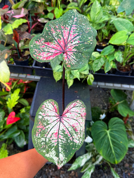 Caladium Hybrid U58