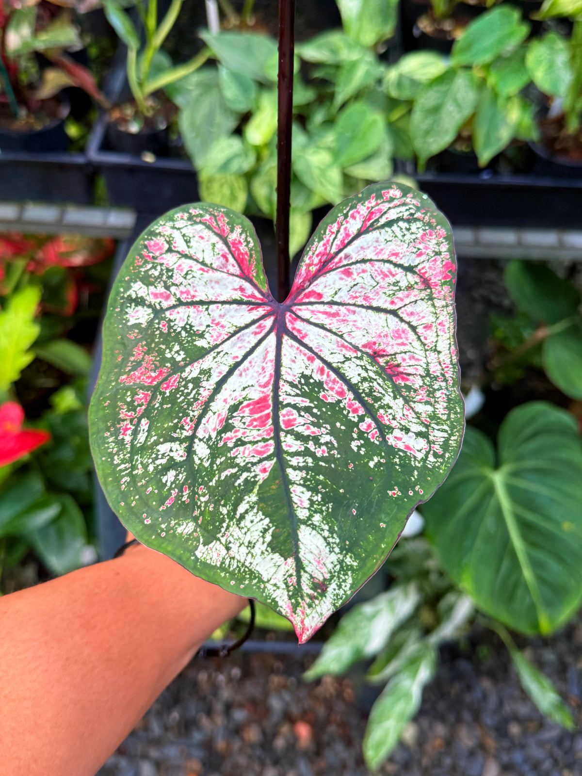 Caladium Hybrid U58