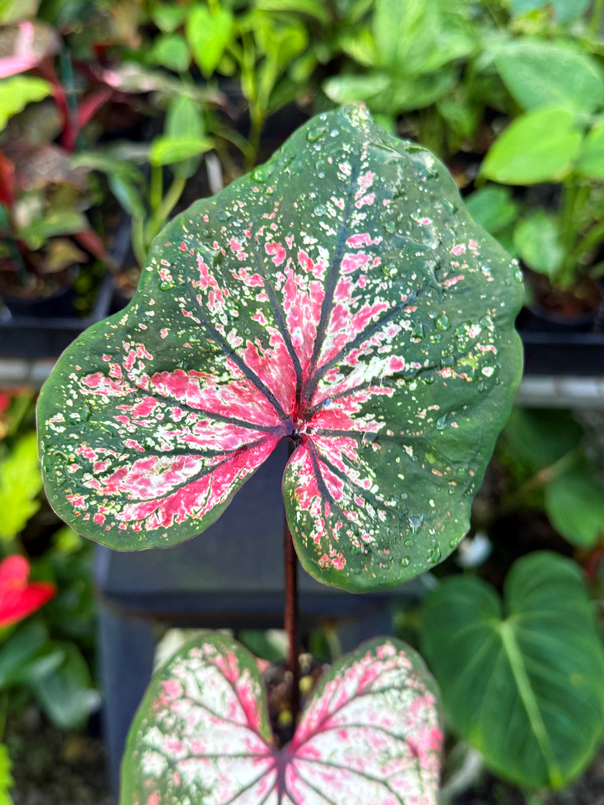 Caladium Hybrid U58