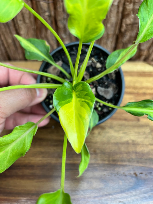 Thaumatophyllum (Prev. Philodendron) Xanadu variegata G20