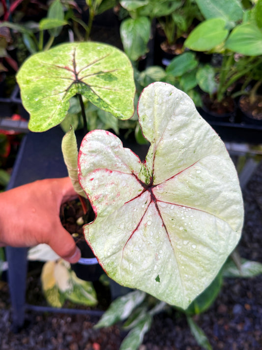 Caladium NEW Hybrid U60