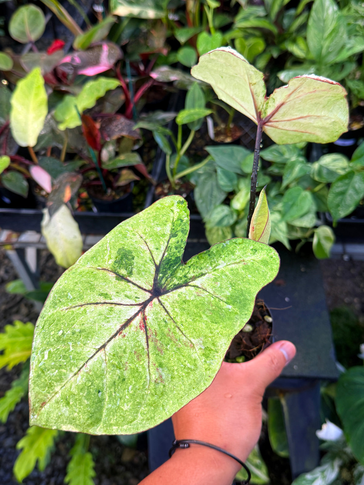 Caladium NEW Hybrid U60