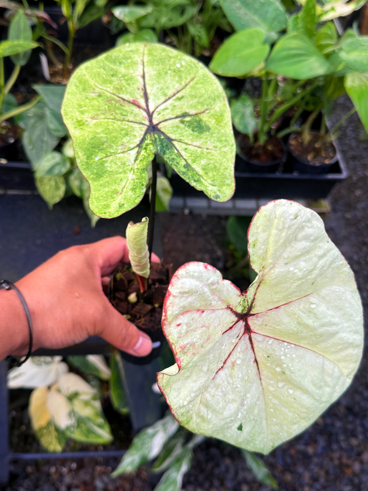 Caladium NEW Hybrid U60