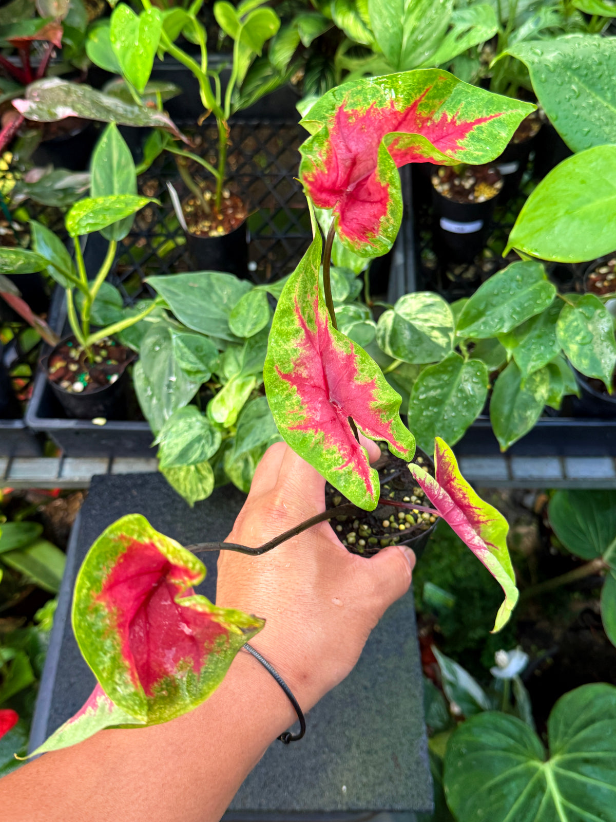 Caladium 'Brilliant' U61
