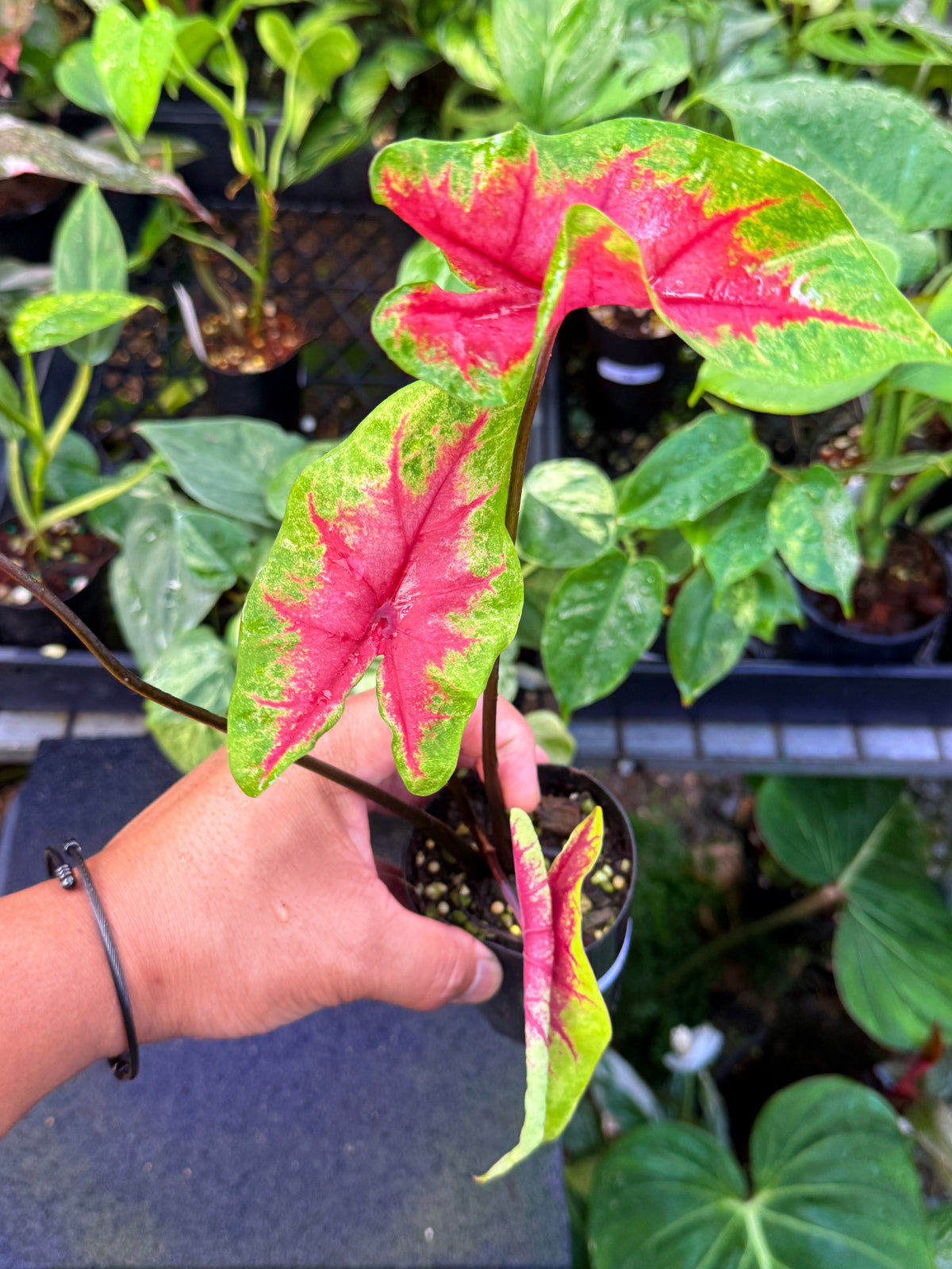 Caladium 'Brilliant' U61