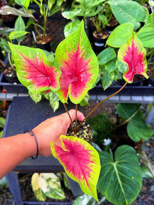 Caladium 'Brilliant' U63