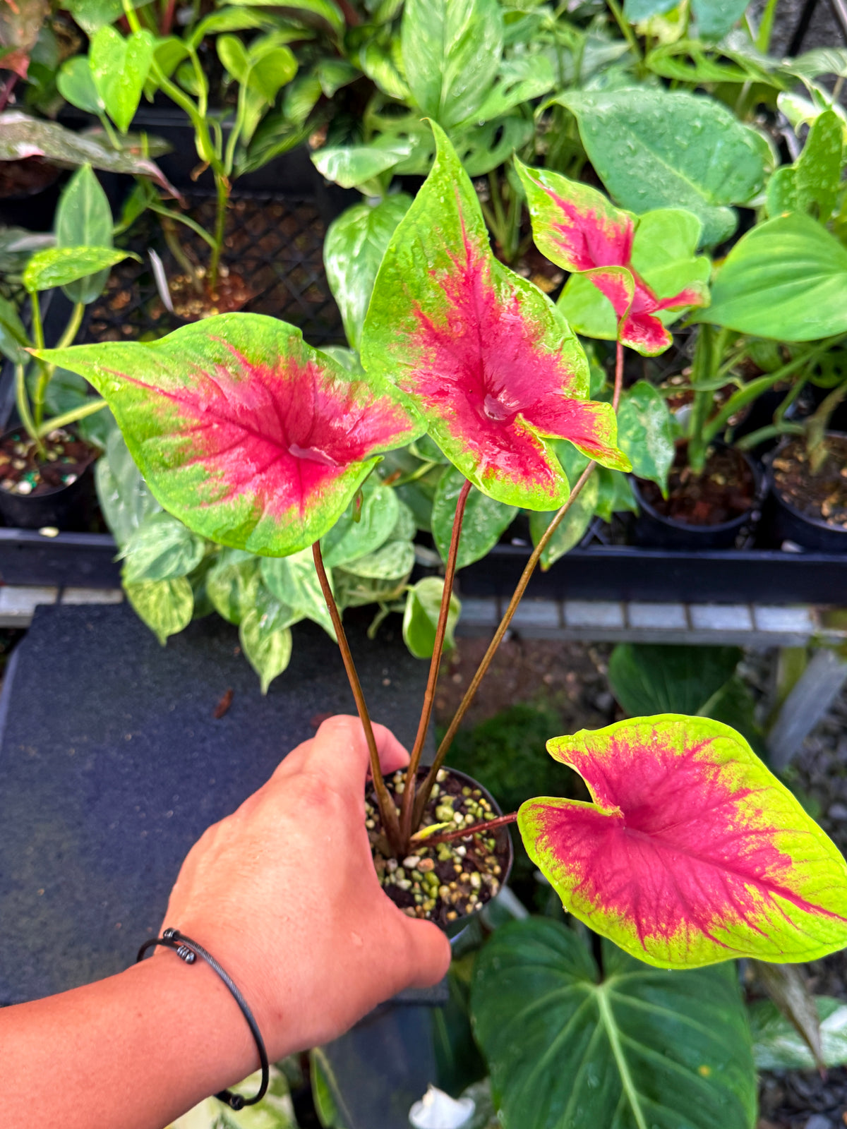 Caladium 'Brilliant' U63