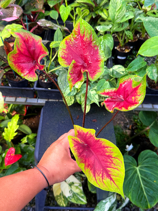 Caladium 'Brilliant' U64