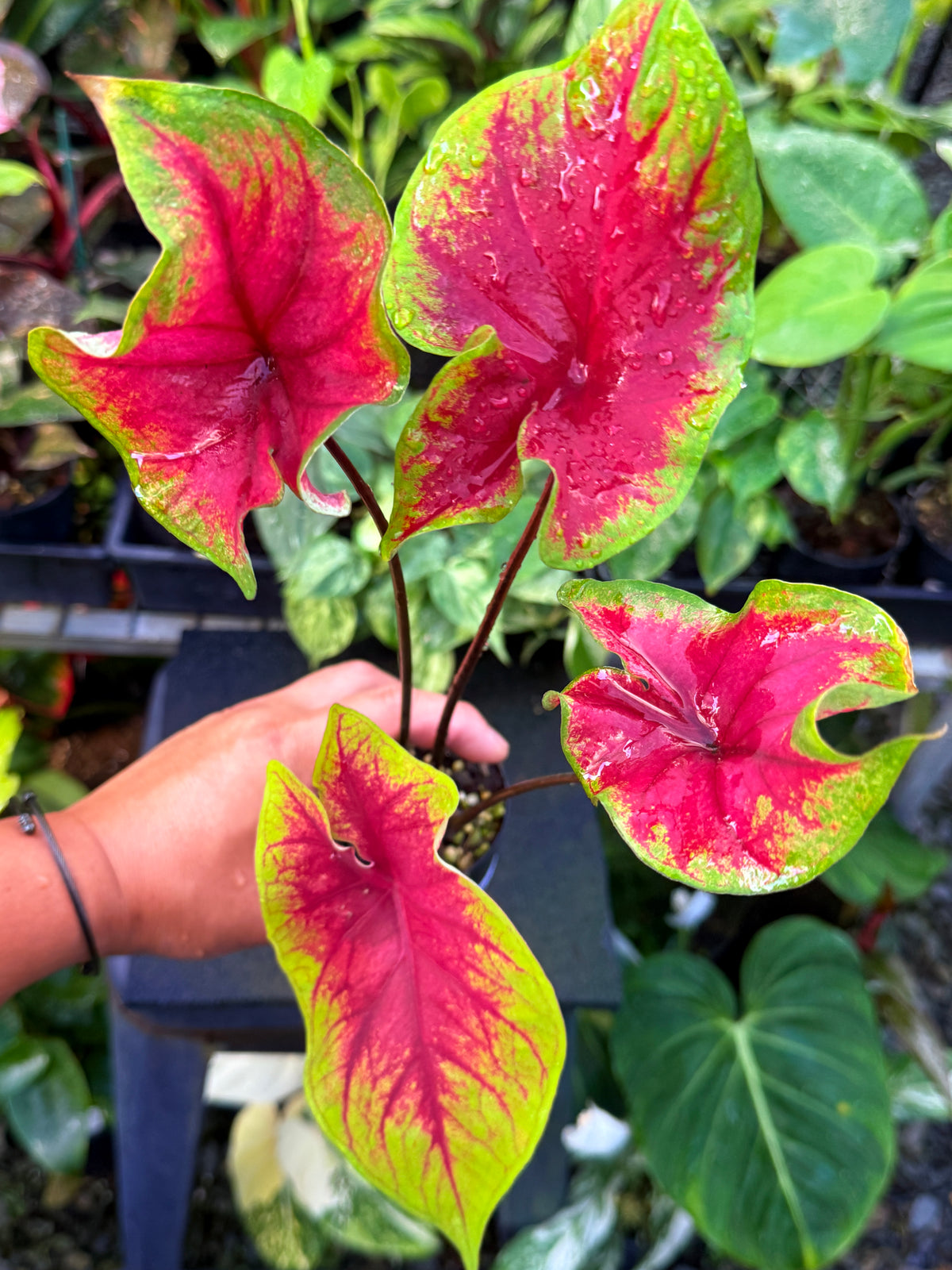 Caladium 'Brilliant' U64