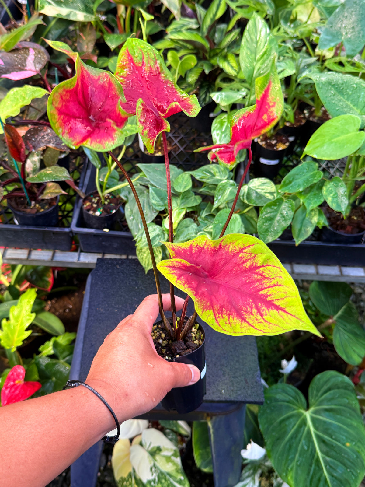 Caladium 'Brilliant' U64