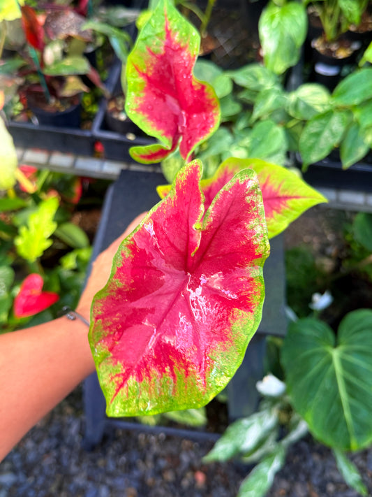 Caladium 'Brilliant' U65
