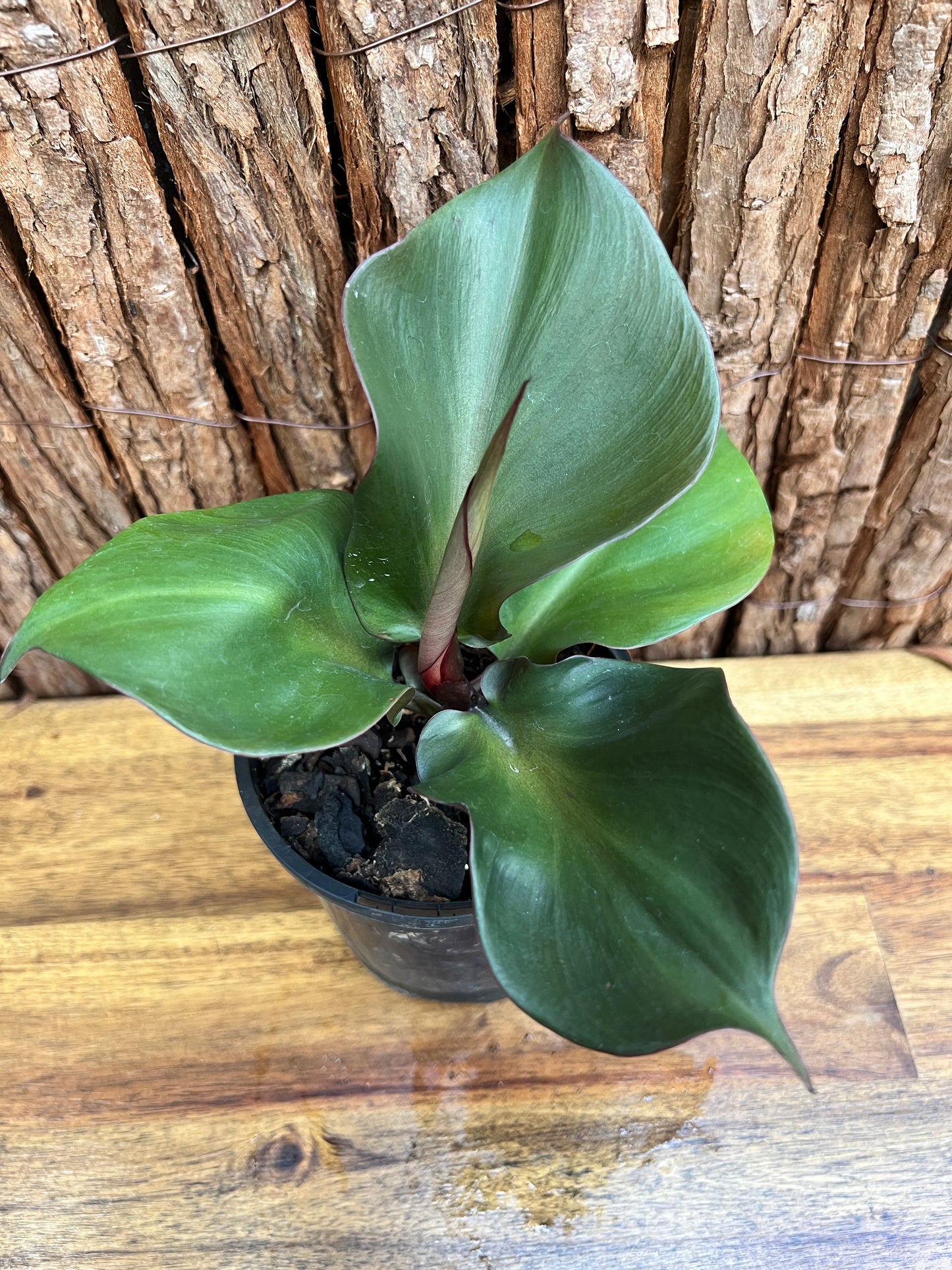 Philodendron Red Heart G22