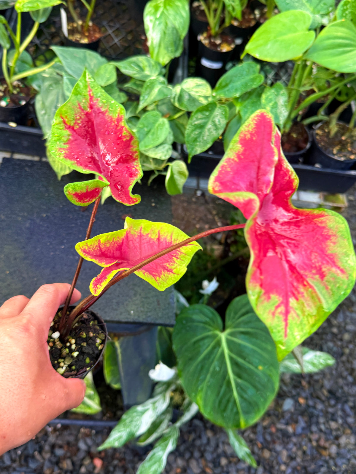 Caladium 'Brilliant' U65
