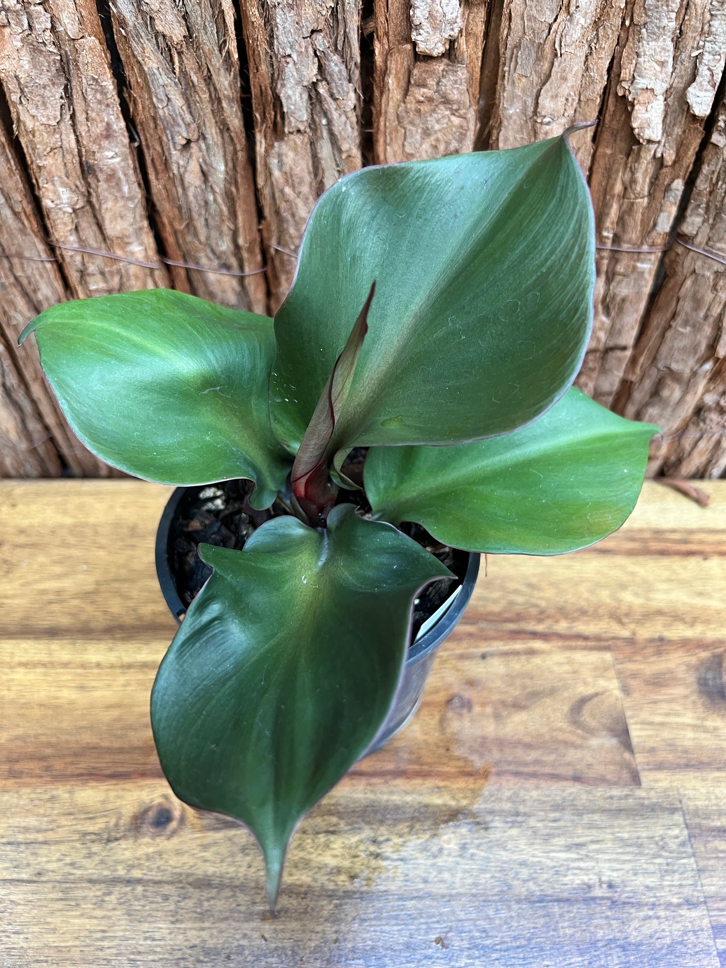 Philodendron Red Heart G22