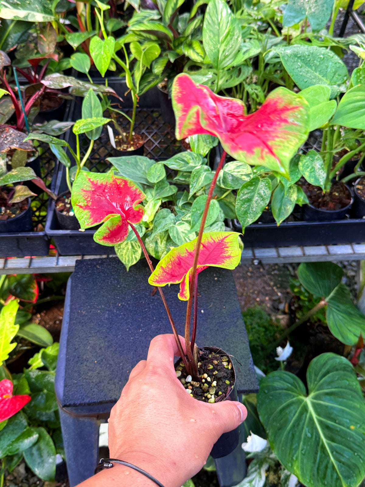 Caladium 'Brilliant' U65