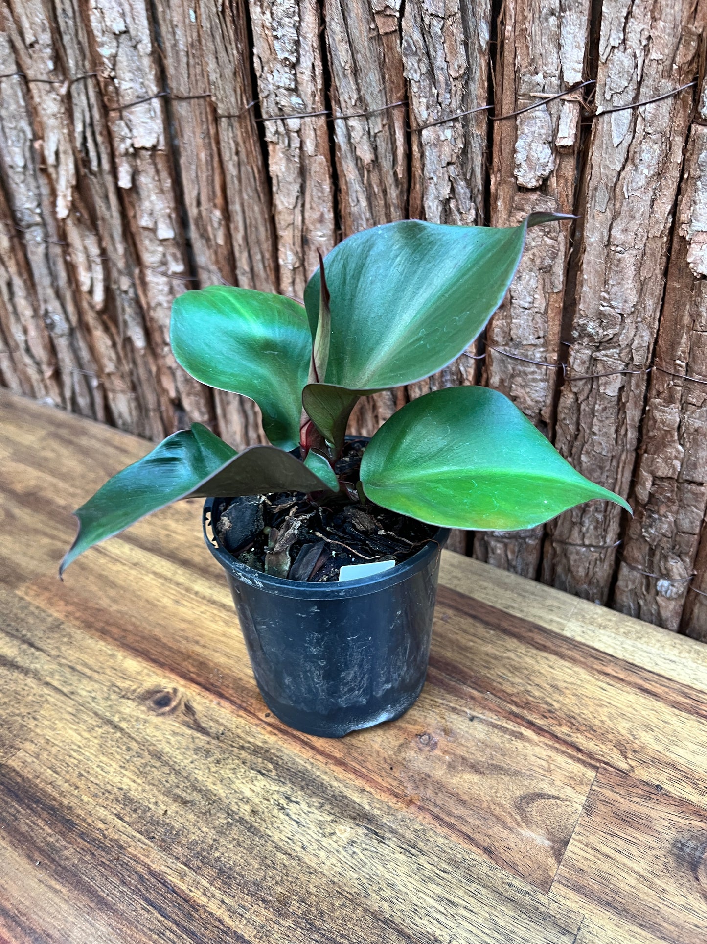 Philodendron Red Heart G22