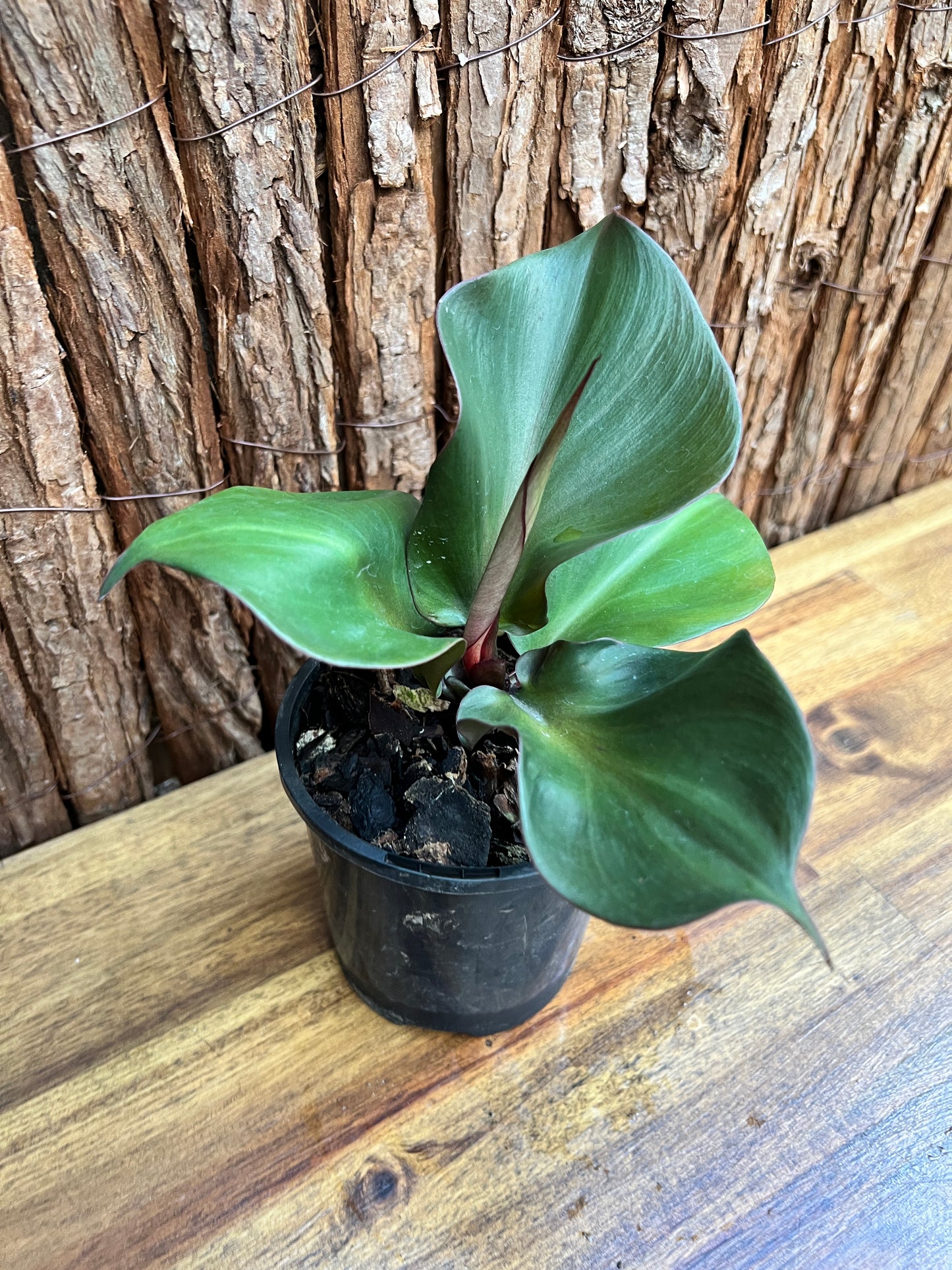 Philodendron Red Heart G22