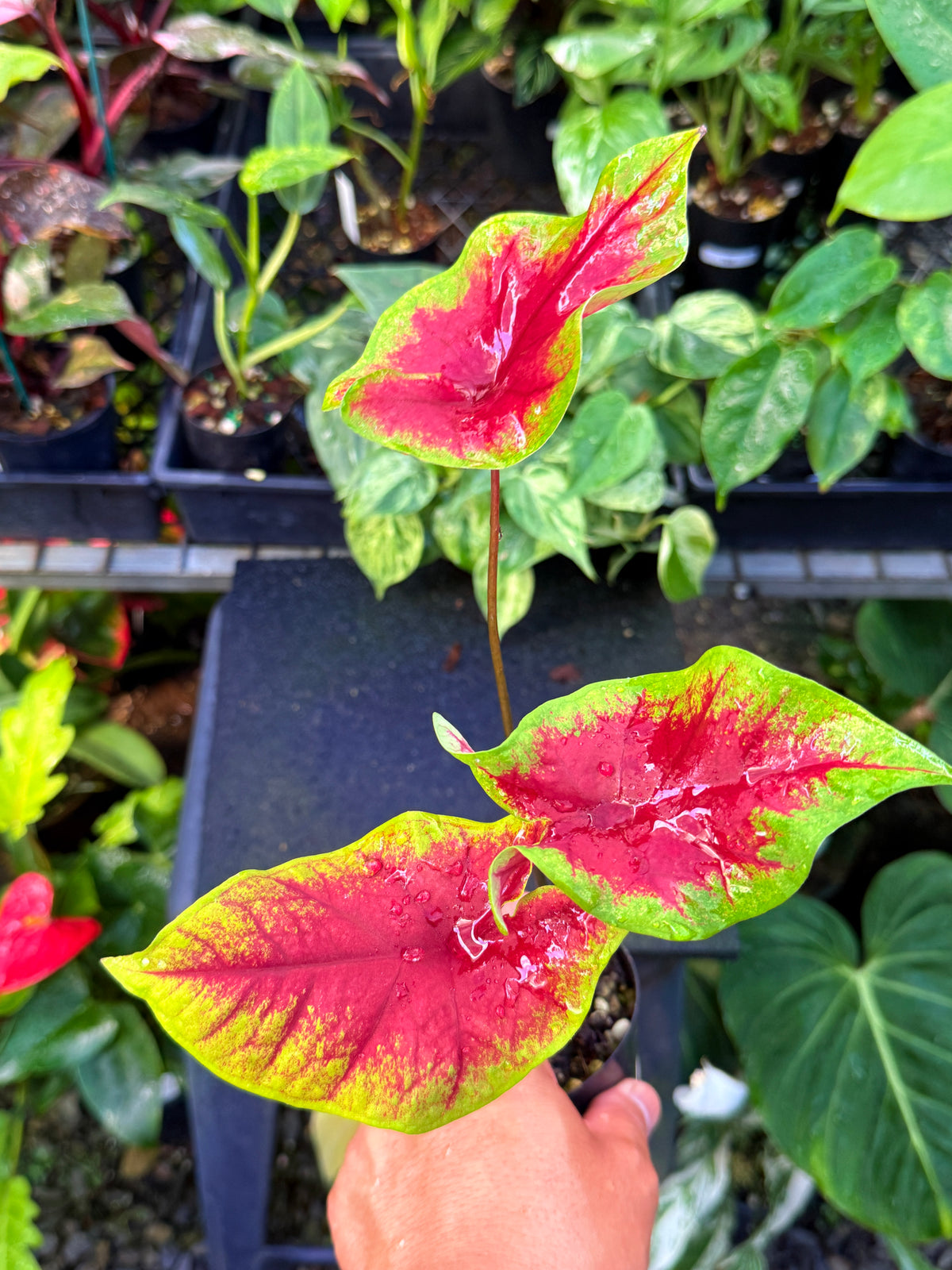 Caladium 'Brilliant' U66