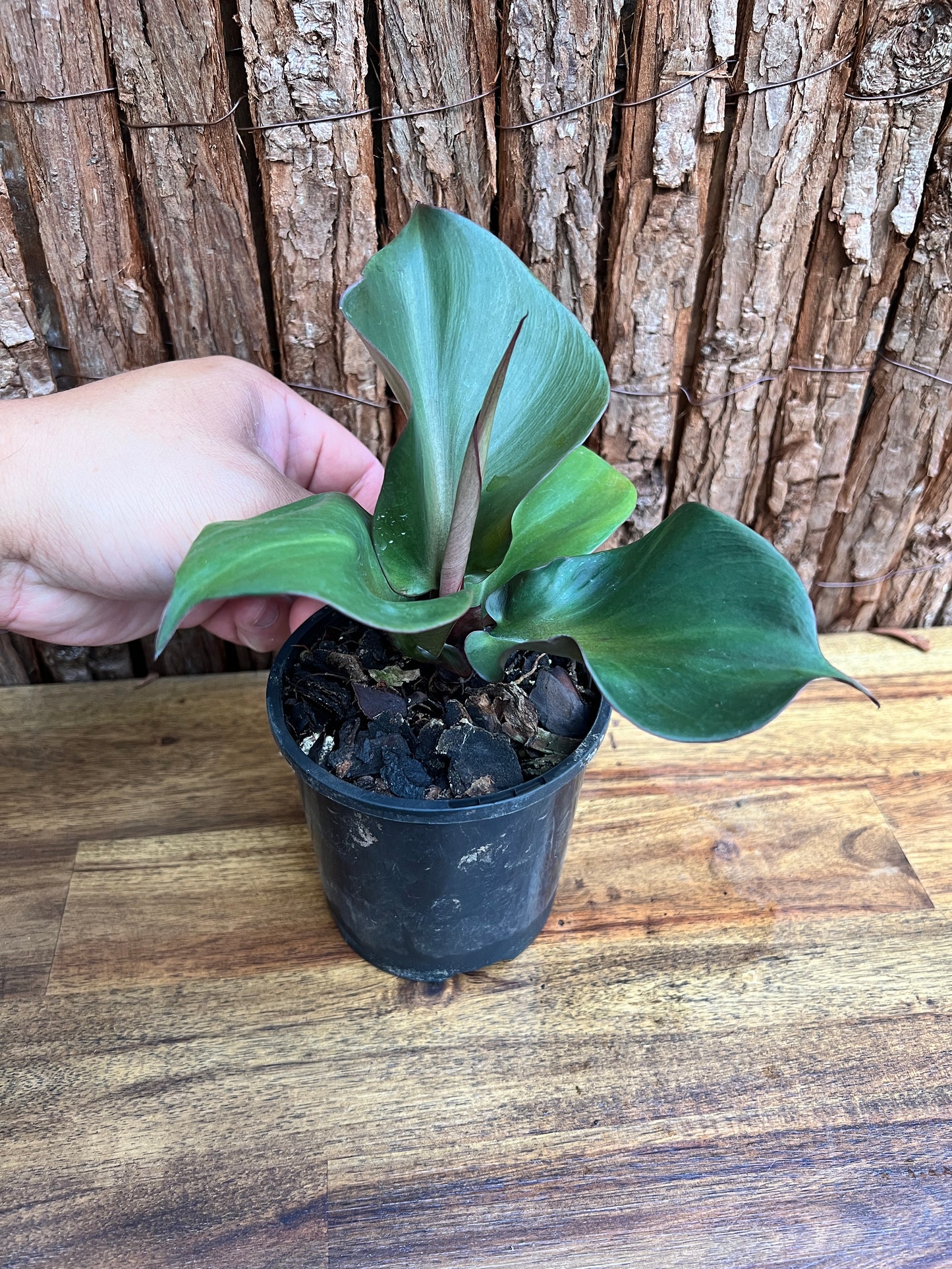 Philodendron Red Heart G22