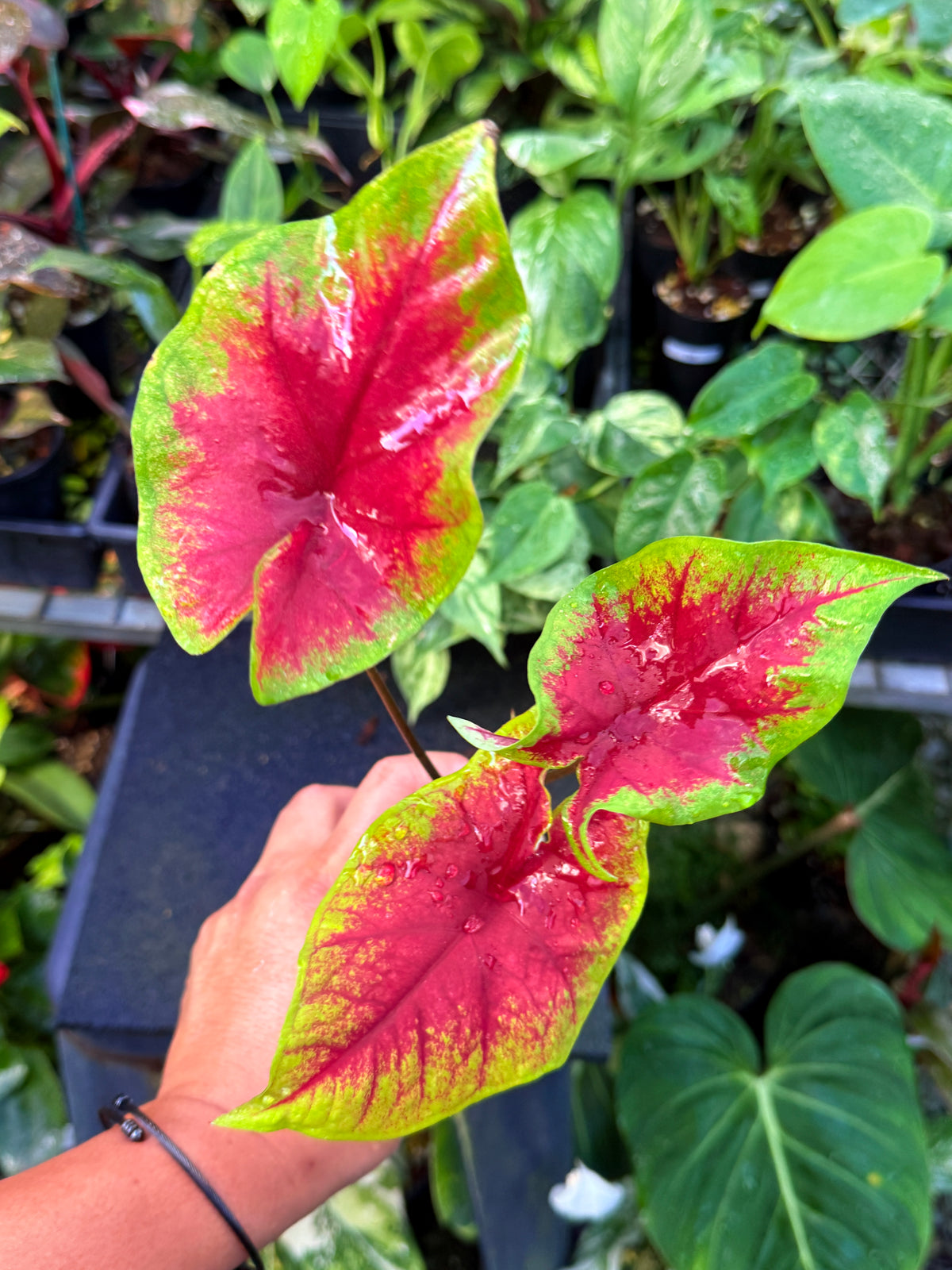 Caladium 'Brilliant' U66
