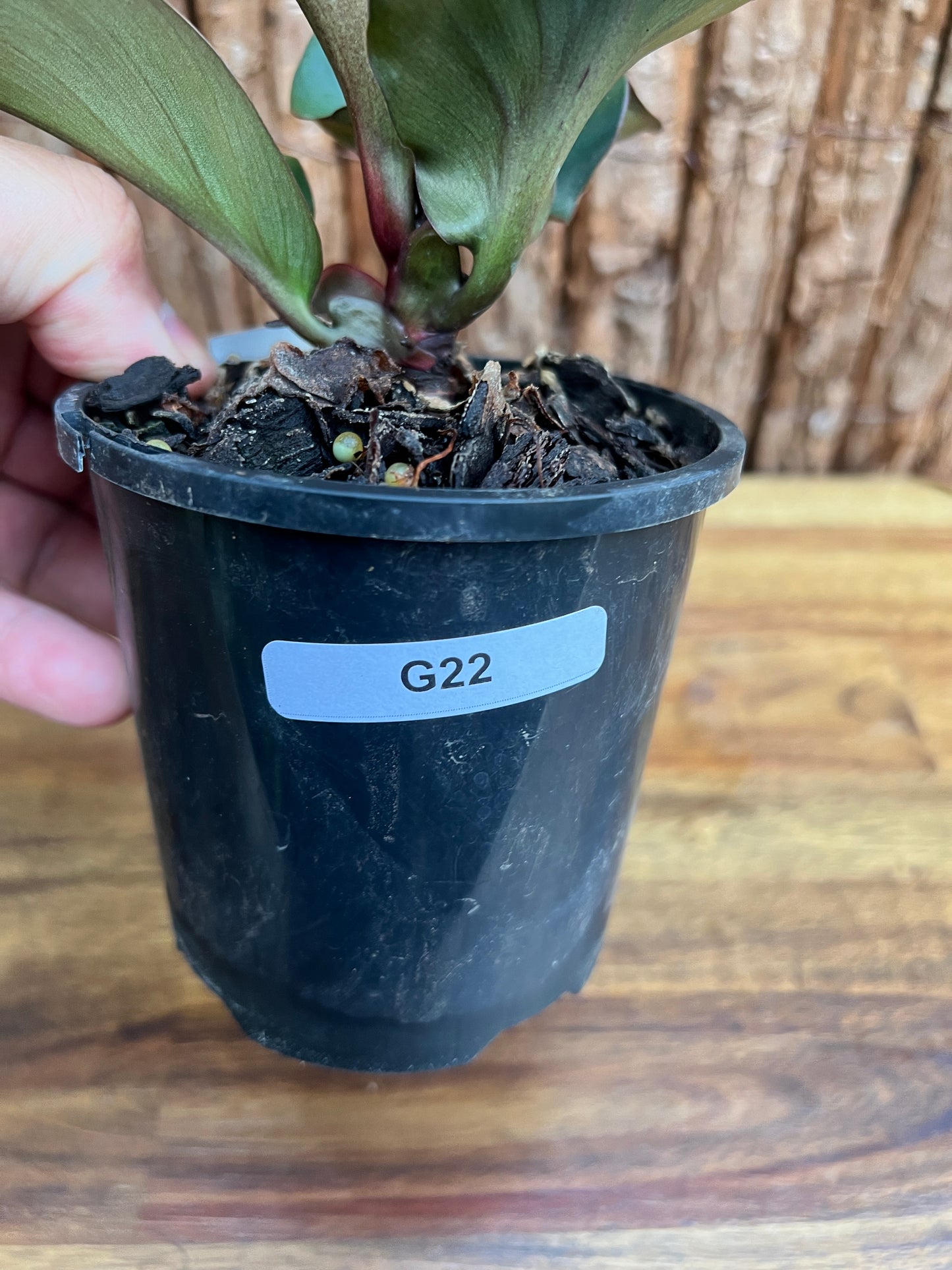 Philodendron Red Heart G22