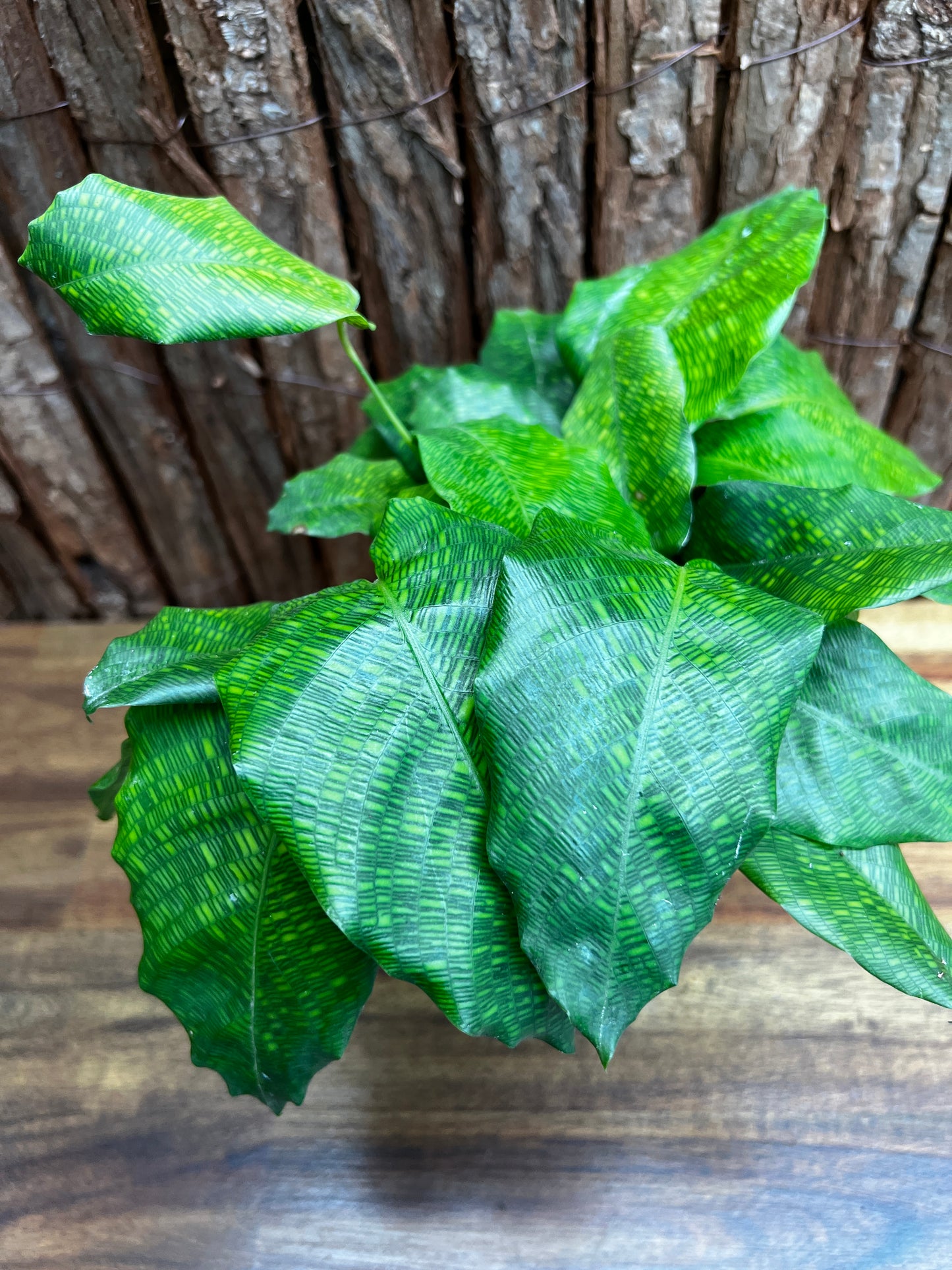 Calathea Musaica/Network B93