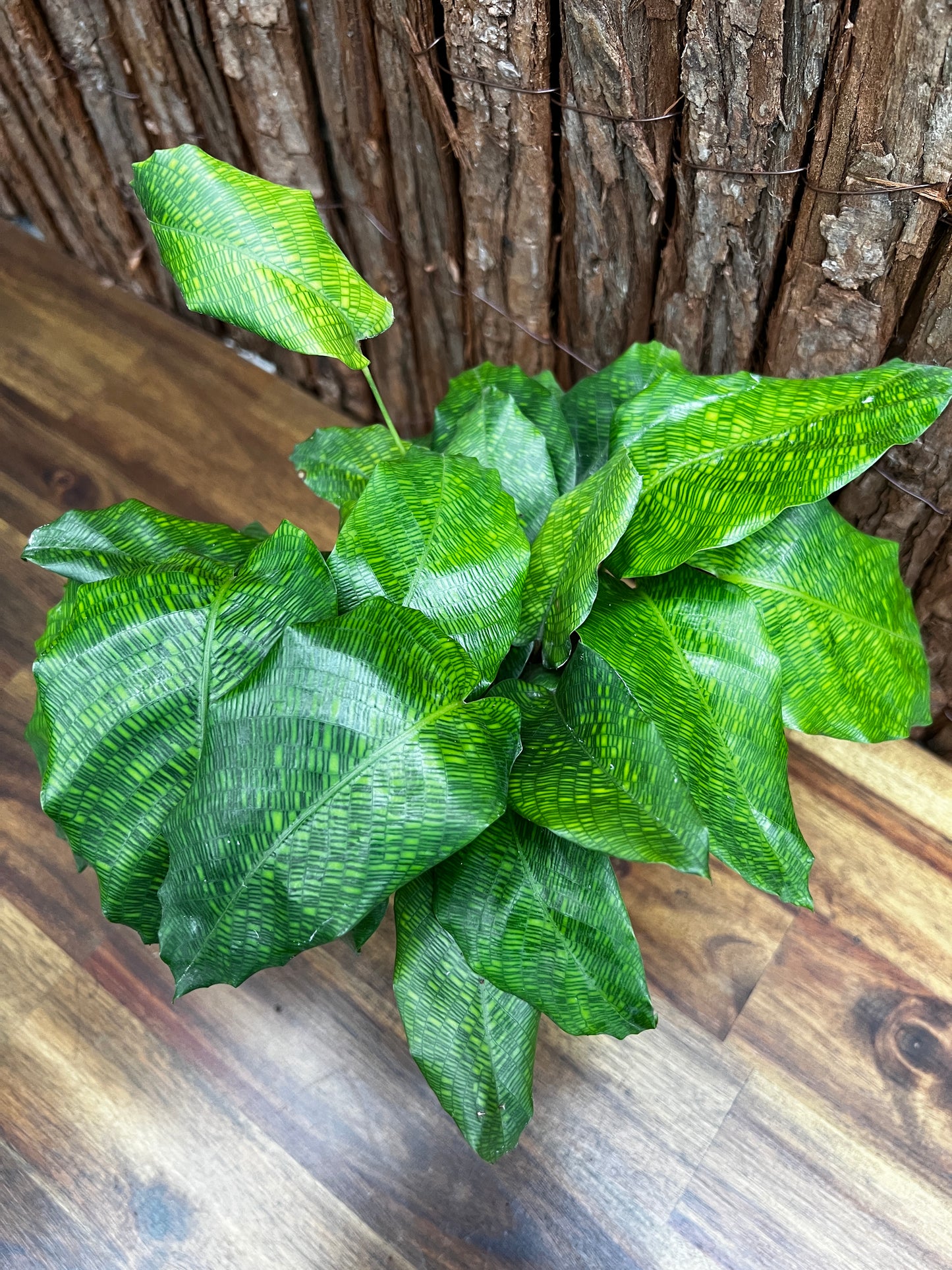 Calathea Musaica/Network B93