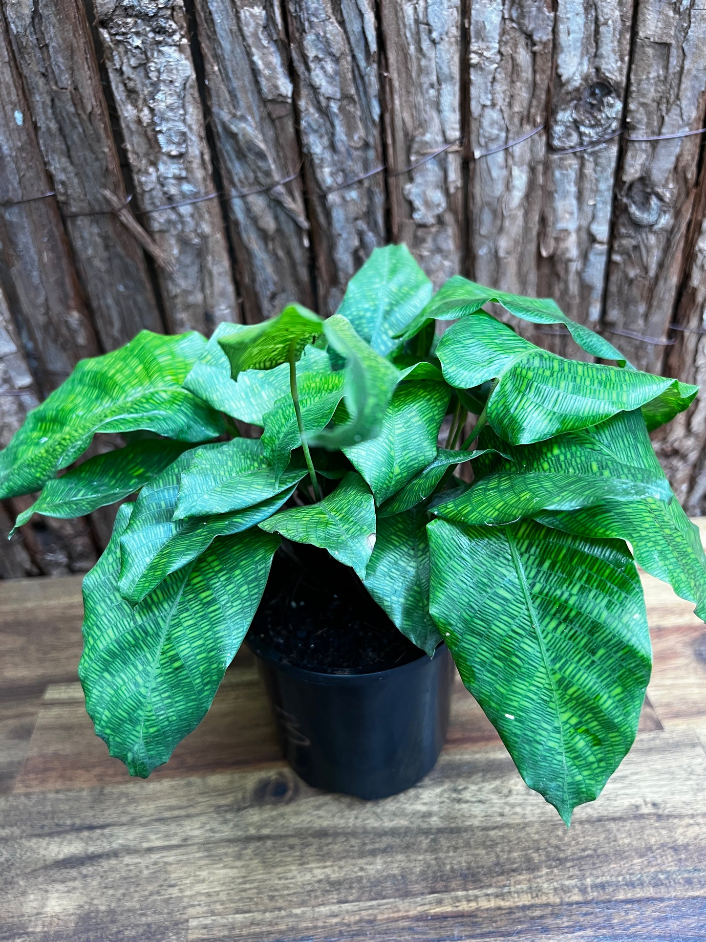 Calathea Musaica/Network B93