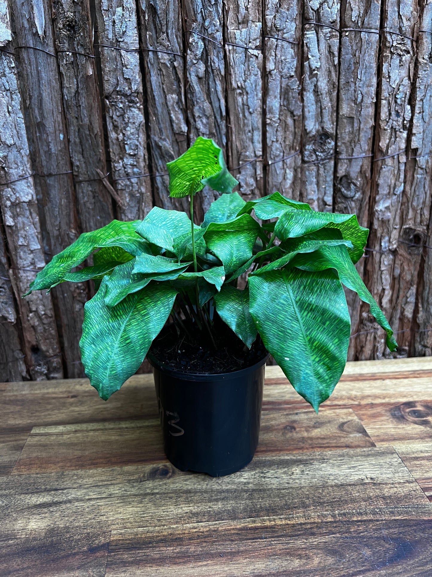 Calathea Musaica/Network B93