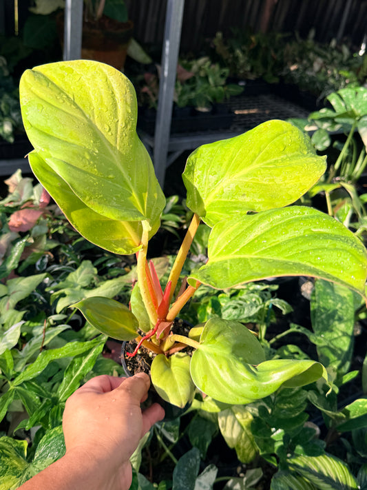Philodendron 'Melinonii Gold' M58