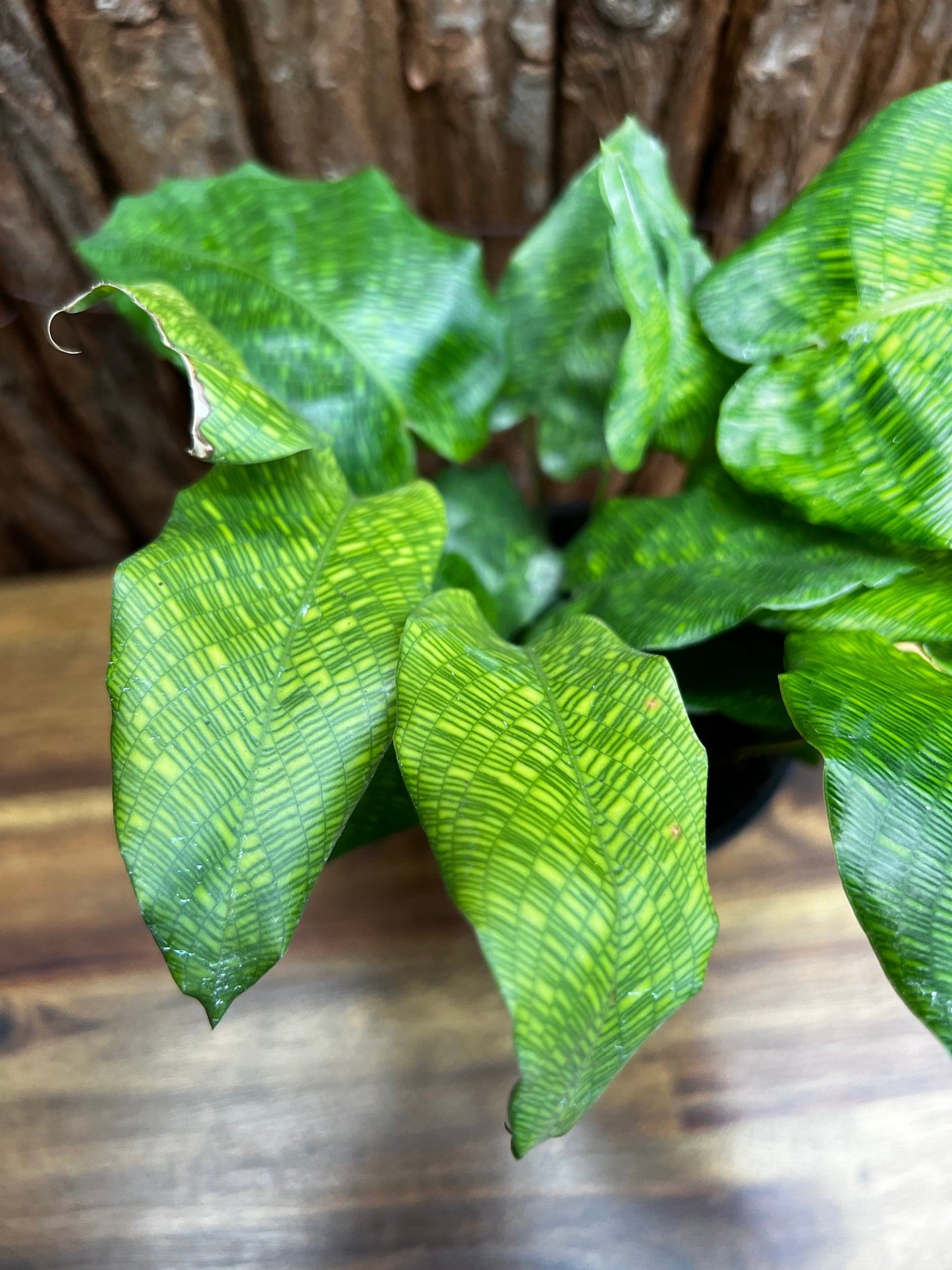 Calathea Musaica/Network B94