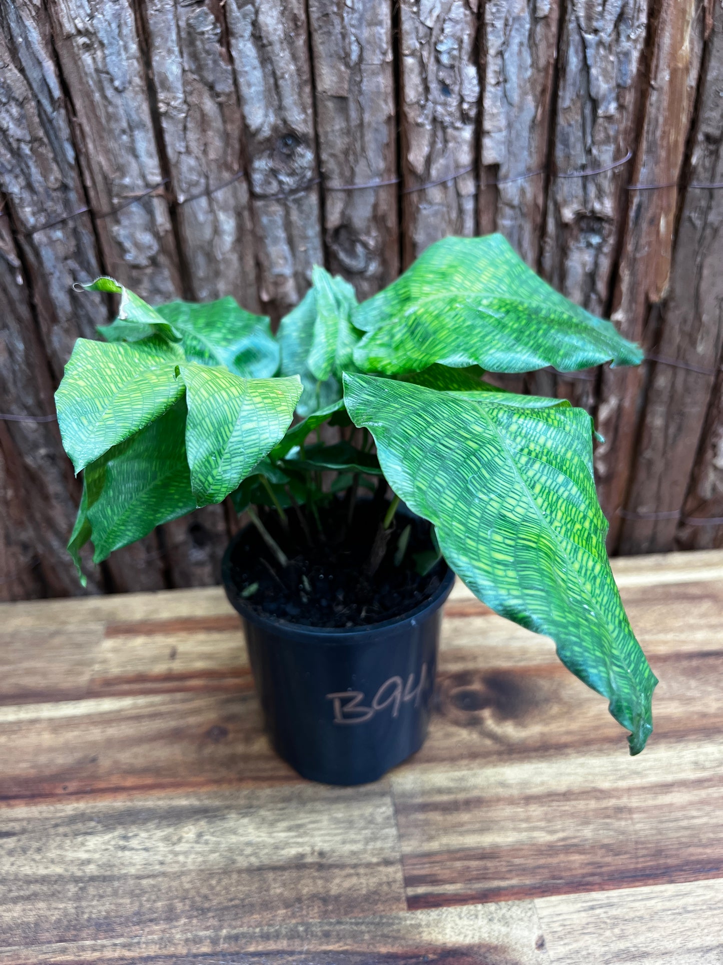 Calathea Musaica/Network B94