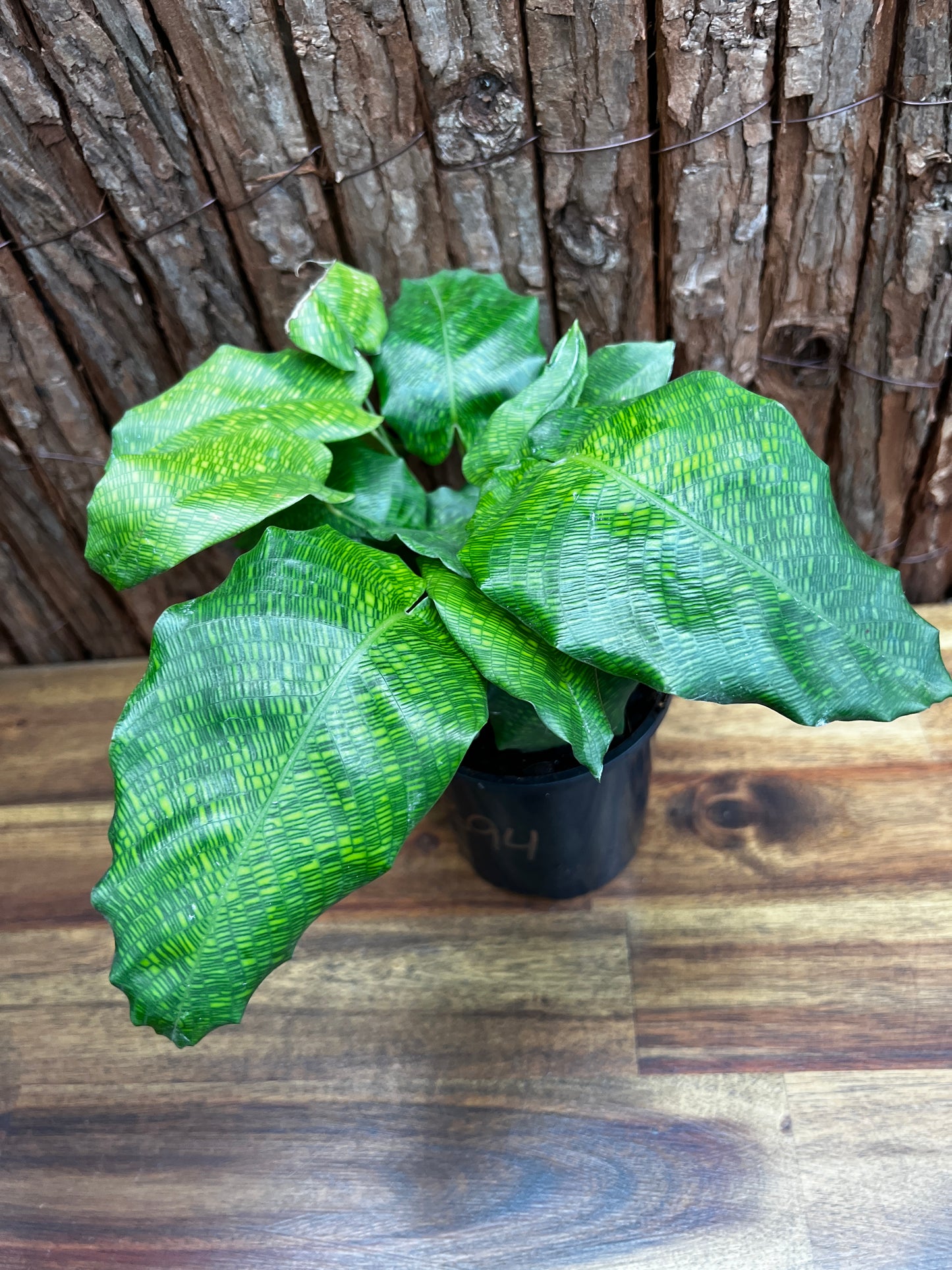 Calathea Musaica/Network B94